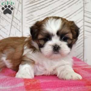 Oliver, Shih Tzu Puppy